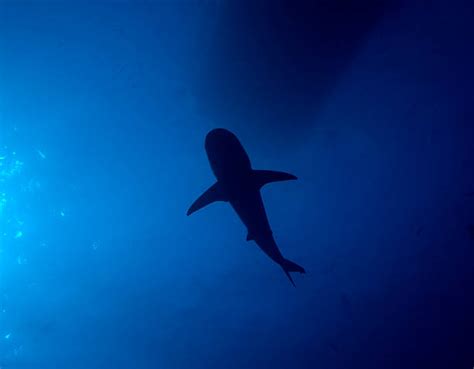 Shark Shadow Stock Photos Pictures And Royalty Free Images Istock