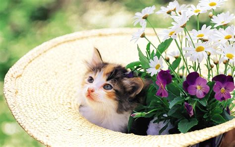 Pretty Kittens In Yard Kittens Wallpaper 13937746 Fanpop