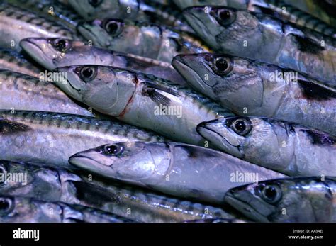 Marktstand fische makrelen Fotos und Bildmaterial in hoher Auflösung