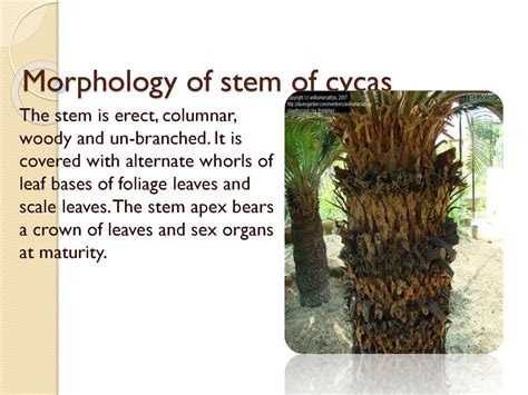 Cycas Structure Reproduction Life Cycle Life Cycles Off