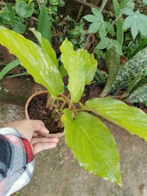 Pokok Kunyit Hitam Thailand Kaempferia Parviflora Lazada