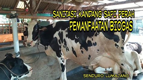 SANITASI KANDANG SAPI PERAH DAN PEMANFAATAN BIOGAS BURNO SENDURO