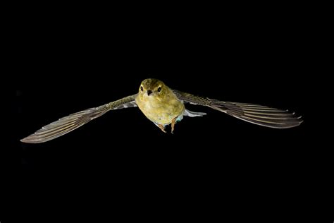 The Surprising Science Behind Long Distance Bird Migration Research