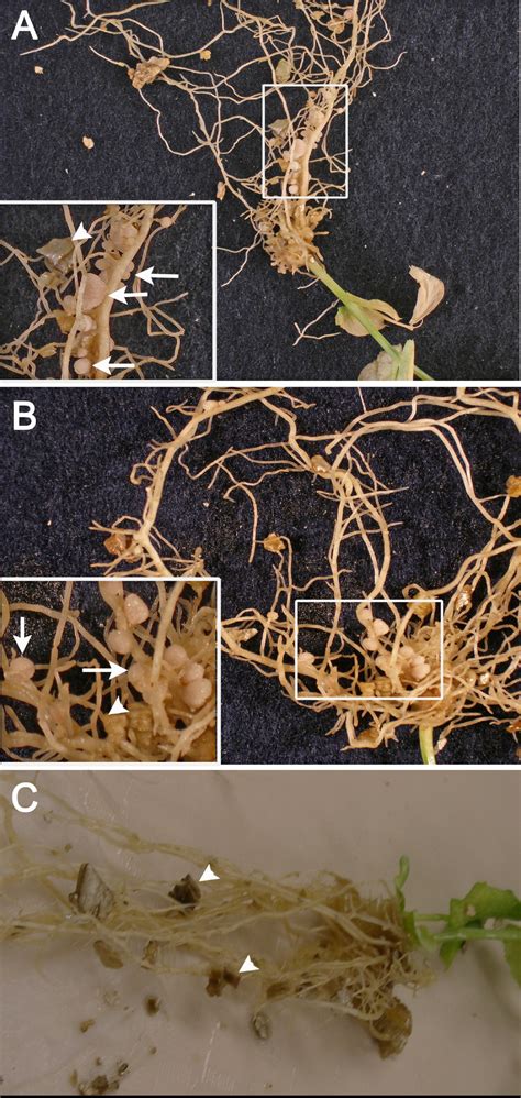 Reproducible Hairy Root Transformation And Spot Inoculation Methods To Study Root Symbioses Of