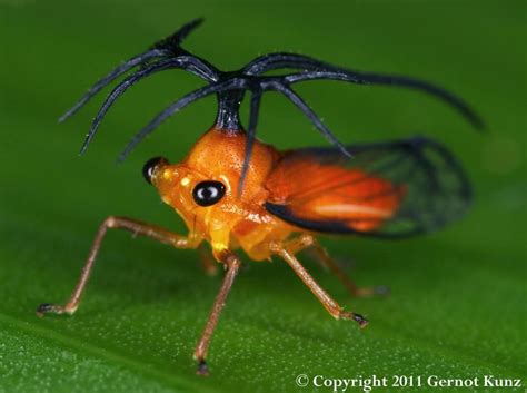 Treehopper Weird Animals Insects Weird Insects