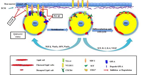 Cells Free Full Text Role Of Lipid Rafts In Hematopoietic Stem