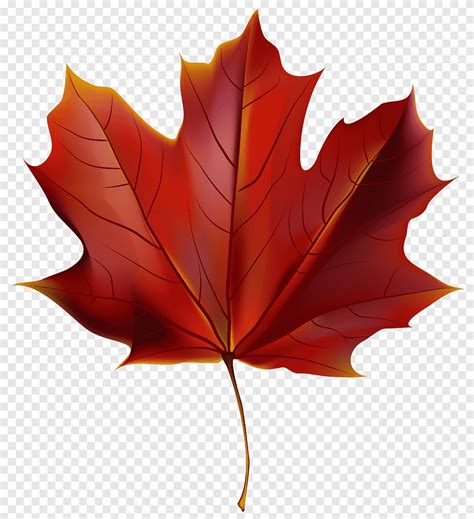 Red Leaf Illustration Autumn Leaf Color Red Beautiful Red Autumn Leaf