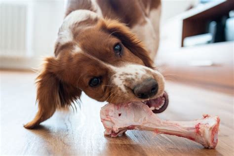 Los Cachorros Pueden Comer Ablandador De Carne