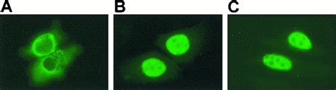 Ubc9 Interacts With A Nuclear Localization Signal And Mediates Nuclear