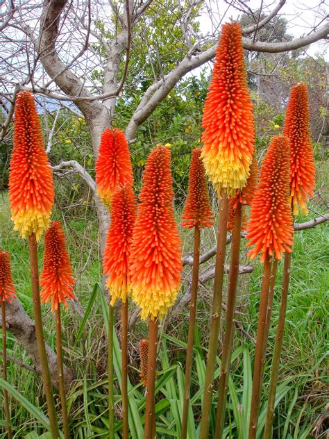 Kniphofia (Red Hot Pokers; Torch Lily; Tritoma) – A to Z Flowers