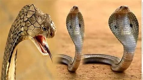 General Knowledge What Will Happen If One Snake Bites Another Snake The