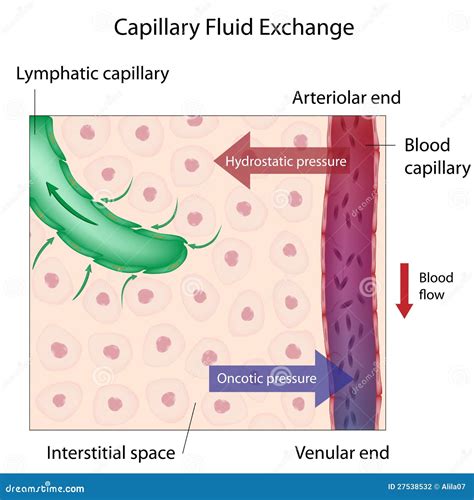 Capillary Exchange Diagram