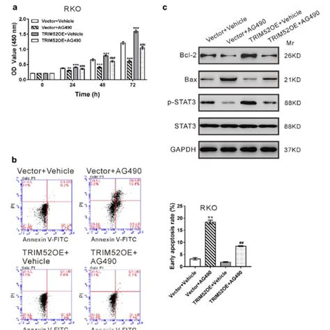 Trim52 Promotes Cell Proliferation And Suppresses Cell Apoptosis Via Download Scientific