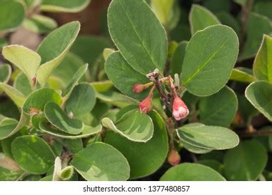 Adult Sheep Fly Oestrus Ovis Stock Photo 712616140 Shutterstock