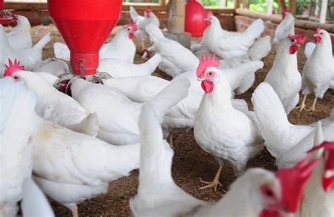 The Top 6 Poultry Producers In Africa Wattagnet