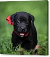 Black Lab Pup Photograph By Jonathan Ross Fine Art America