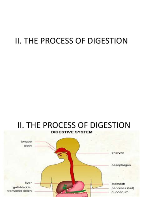 Process of Digestion | PDF