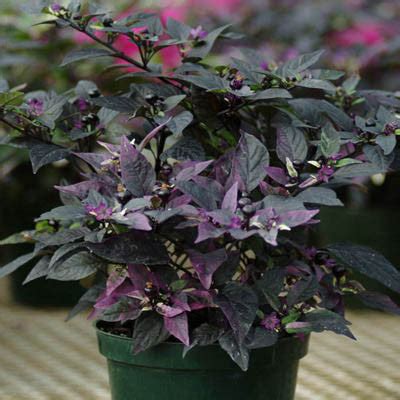 Ornamental Pepper Purple Flash – Harris Seeds