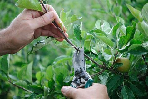 When To Prune Fruit Trees By Our Expert Arborists You Can Trust