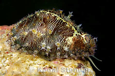 Money Cowry Cypraea Monetaria Moneta