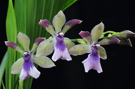 Zygonisia Hybrid Beautiful Orchids Orchids Flower Garden