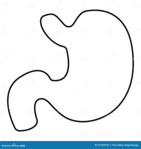 Thin line stomach stock vector. Illustration of flat - 257969453