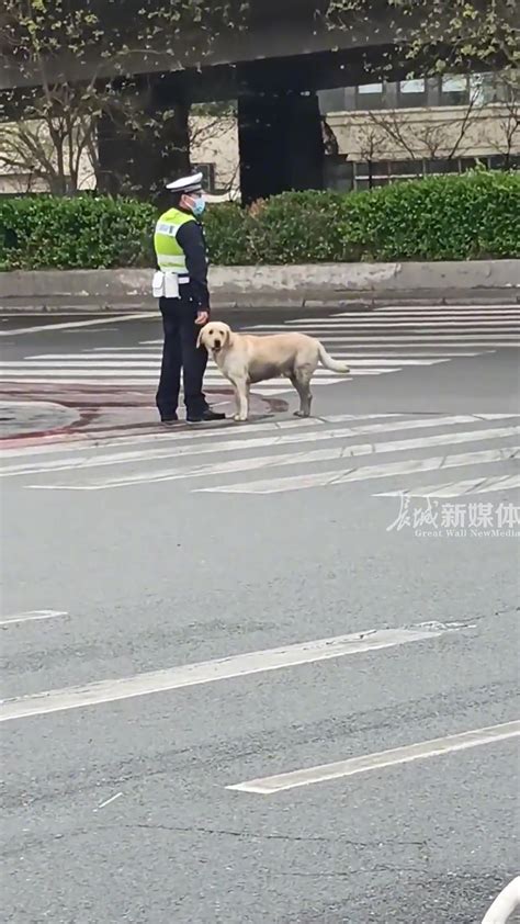 狗：主人说走丢了要找警察叔叔 直播吧