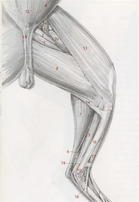 Anatomy - Interior Cat Rear Leg Diagram | Quizlet