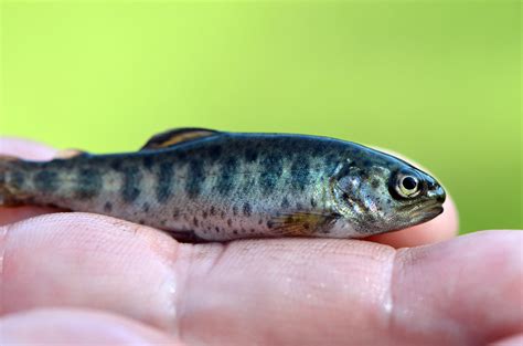 Young Rainbow Trout Juvenile Rainbow Trout From Pendills C Flickr