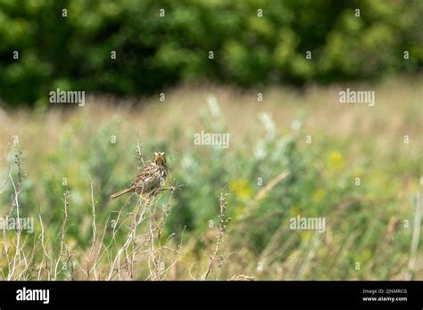 Detailed Close Up Of A Corn Bunting Emberiza Calandra Stock Photo Alamy