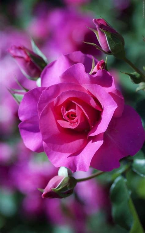 Pin By Ross Geange On Flowers And Gardens Beautiful Flowers Rose Flower Wallpaper Beautiful Roses