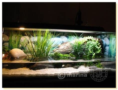 Exemples D Aquariums Pour Tortues Aquatiques Aquarium Pour Tortue