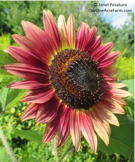 Guide To Growing Sunflowers