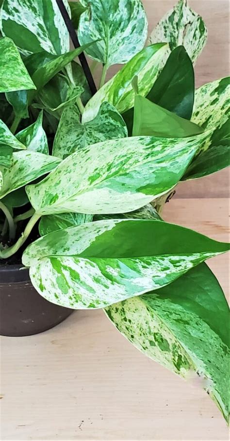 3″ Pot Rare Marble Queen Pothos Variegated Indoor Live Plant Snow Queen Pothos Hannah Gardens