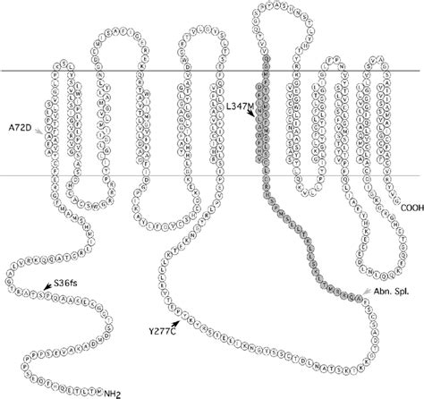 —membrane Topology Prediction Of The Slc45a2 Protein Using Tmhmm V