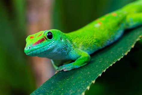 Giant Day Gecko