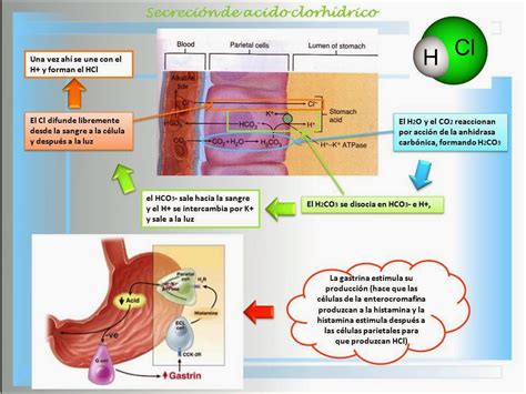 Blog De Fisiología Básica De Rogelio Eduardo Enriquez Lopez Estomago Y Secrecion De Hcl