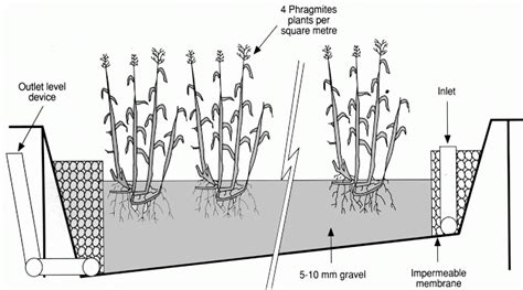 reedbed - Meniscus