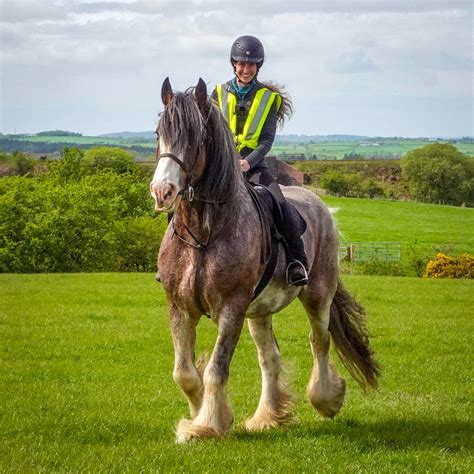 Riding the Clydesdale — DiscoverTheHorse