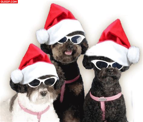  Estos Perros Te Desean ¡feliz Navidad  2359