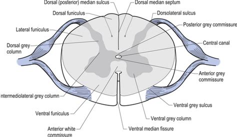 Lateral Funiculus