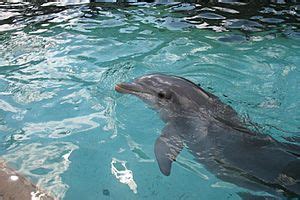 Dolphin Cove (SeaWorld) Facts for Kids