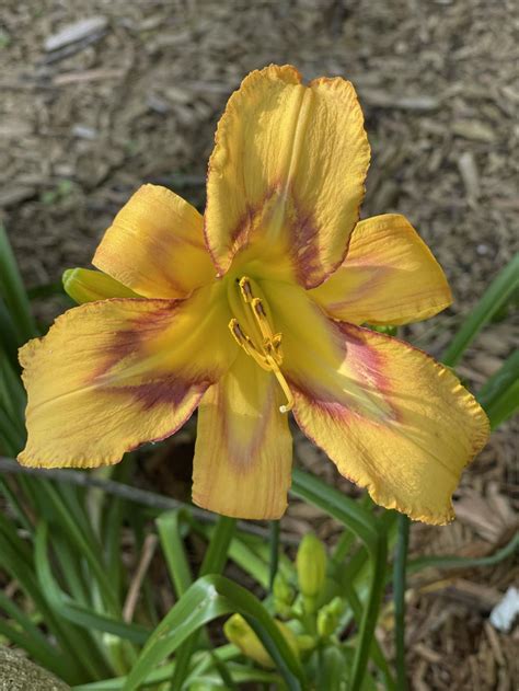 Daylily Hemerocallis Watson Park One Accord In The Daylilies