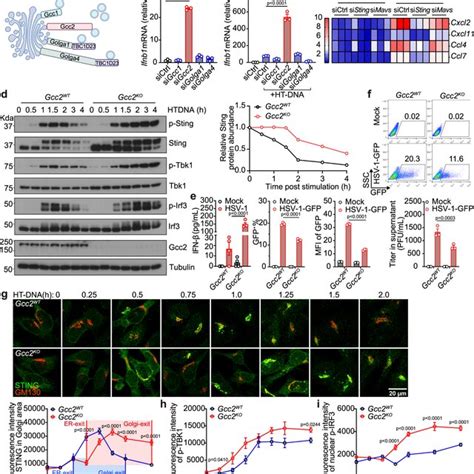 An Overall Model Homeostatic Cgas Activity Drives Sting Trafficking