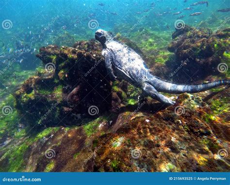 Marine Iguana Swimming Underwater Stock Image - Image of nature ...