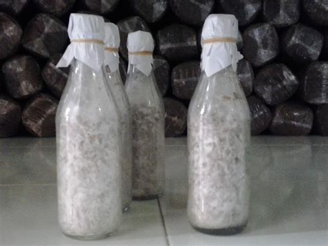 Jual Bibit Jamur Tiram Putih Super Jamur Kuping Jamur Merang Jual