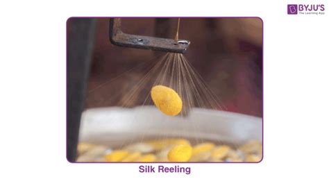 What is Sericulture? The Silkworm Rearing Process Explained!