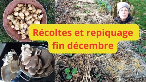 Récoltes et repiquage derniers jours de décembre YouTube