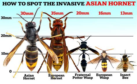 Asian Hornets The Rising Threat In The Uk Vergo Blog