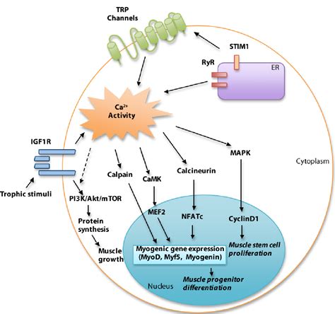 Figure 2 From Calcium Signaling In Skeletal Muscle Development